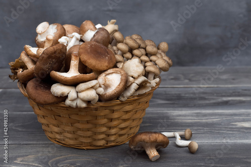 Variety of uncooked wild forest mushrooms in a basket isolated on gray background.