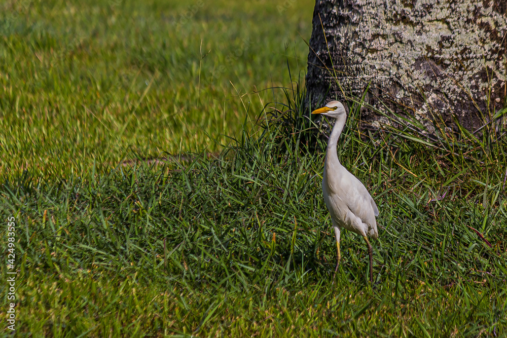 Obraz premium The egret stands in the low grass near a tree. The western cattle egret (white egyptian heron, Bubulcus ibis) is a bird Ardeidae family that lives in the tropics, subtropics and warm temperate zones.