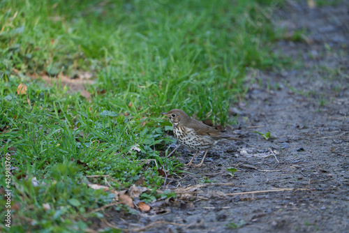 Closeup of a Song thrush Turdus philomelos bird singing in a tree during Springtime season. © AdobeTim82