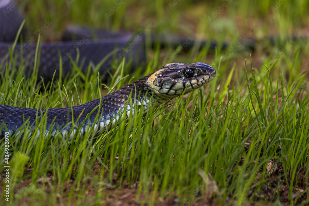 A non-venomous snake crawls in the low green grass and looks around carefully. It's Natrix natrix (grass, ringed or water snake). It's often found near water and feeds on amphibians. A non-venomous snake crawls in the low green grass and looks around carefully. It's Natrix natrix (grass, ringed or water snake). It's often found near water and feeds on amphibians.