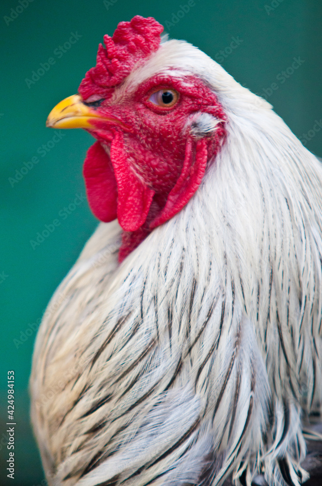 rooster with white mane