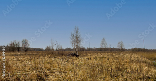 autumn forest in the morning