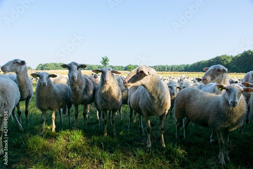 Herd of sheep near Ede (Planken Wambuis) the Netherlands