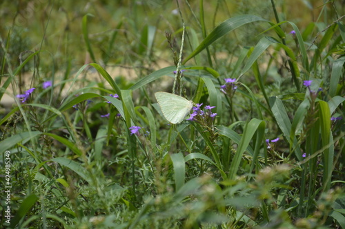 catopsilia Florella- butterfly photo