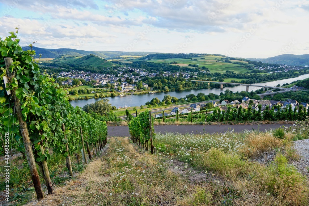 Lieser Germany - 27 July 2015 - Vineyard overlooking Moselle river in Germany