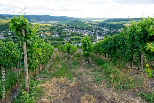 Lieser Germany - 27 July 2015 - Vineyard overlooking Moselle river in Germany