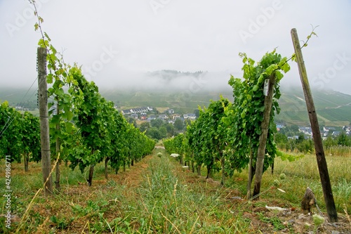 Vineyards near Lieser in Moselle Valley in Germany photo