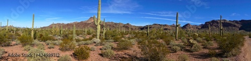 Organ Pipe Cactus National Monument in Sonoran Desert Arizona USA photo