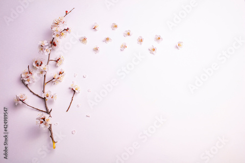 Sakura bloom isolated on black background. Postcard concept pattern. Spring background for wallpaper or screen theme concept. Beautiful spring flowers on a apricot or cherry tree branch. © Seducation photoroom