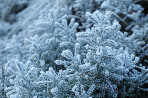 frost on a seedling