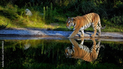 walking tiger near the river