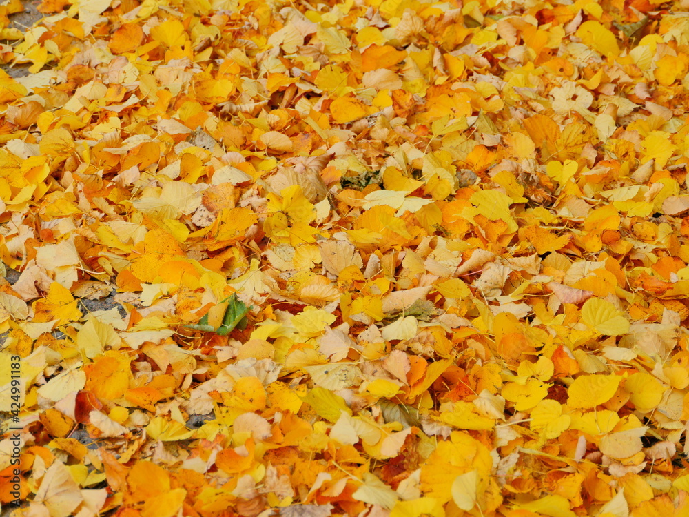 yellow leaves falling, autumn leaf fall, carpet of yellow leaves yellow leaves falling, autumn leaf fall, carpet of yellow leaves