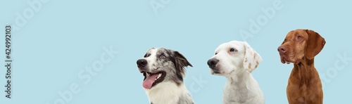 Banner three attentive dogs looking away. Obedience training concept. Isolated on blue pastel background