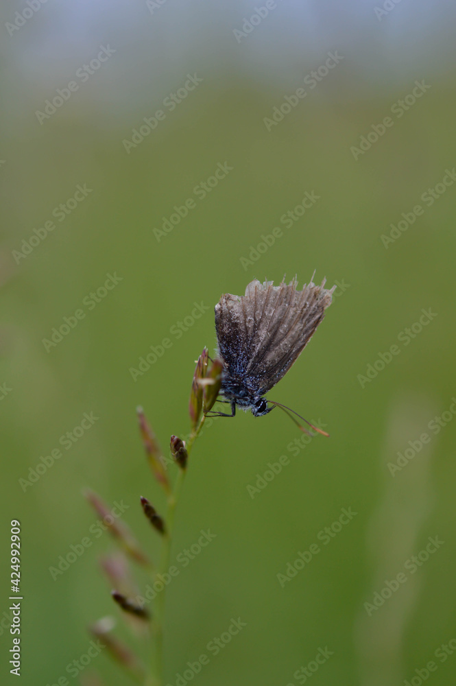 Fototapeta premium Old blue and grey butterfly close up on a plant