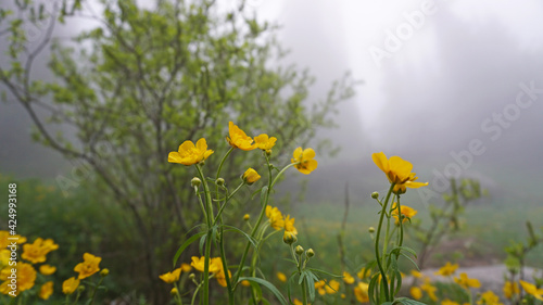 Yellow flowers in the fog. The whole forest is in a heavy fog. Yellow flowers, trees, green grass and bushes are shrouded in fog. The mystical atmosphere. A woman is walking along the path.
