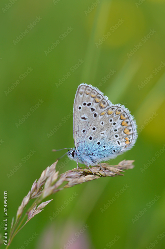 Common Blue small butterfly close up in nature