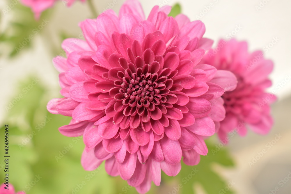 Blooming pink flower in a pot