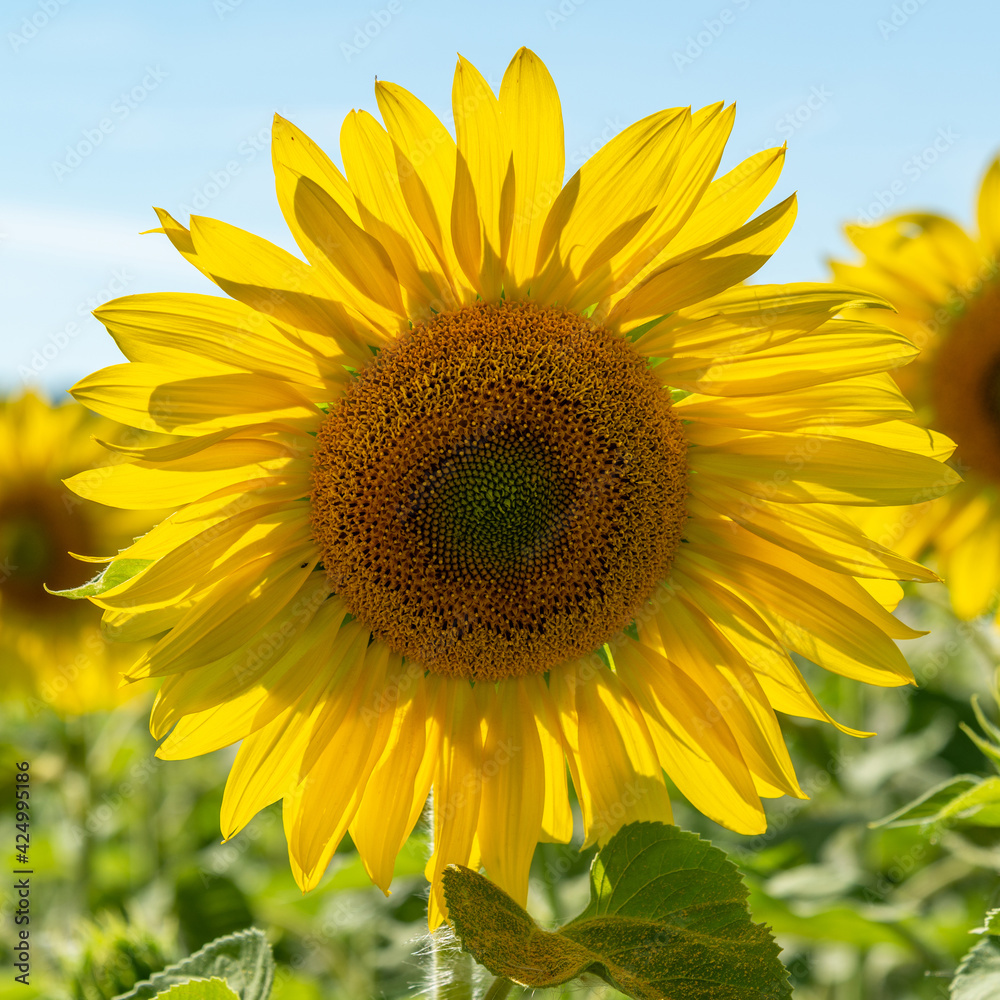 Field of blooming sunflowers at sunset, close-up Field of blooming sunflowers at sunset, close-up