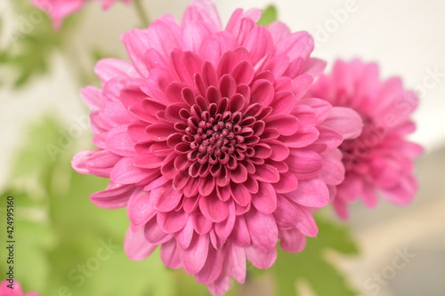 Blooming pink flower in a pot