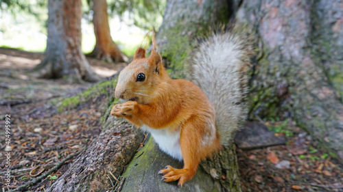 A red squirrel with a bushy tail nibbles a nut. I look at the camera. Forest environment. Green moss on trees. The squirrel tries to grab the camera. Funny forest animal. © SergeyPanikhin