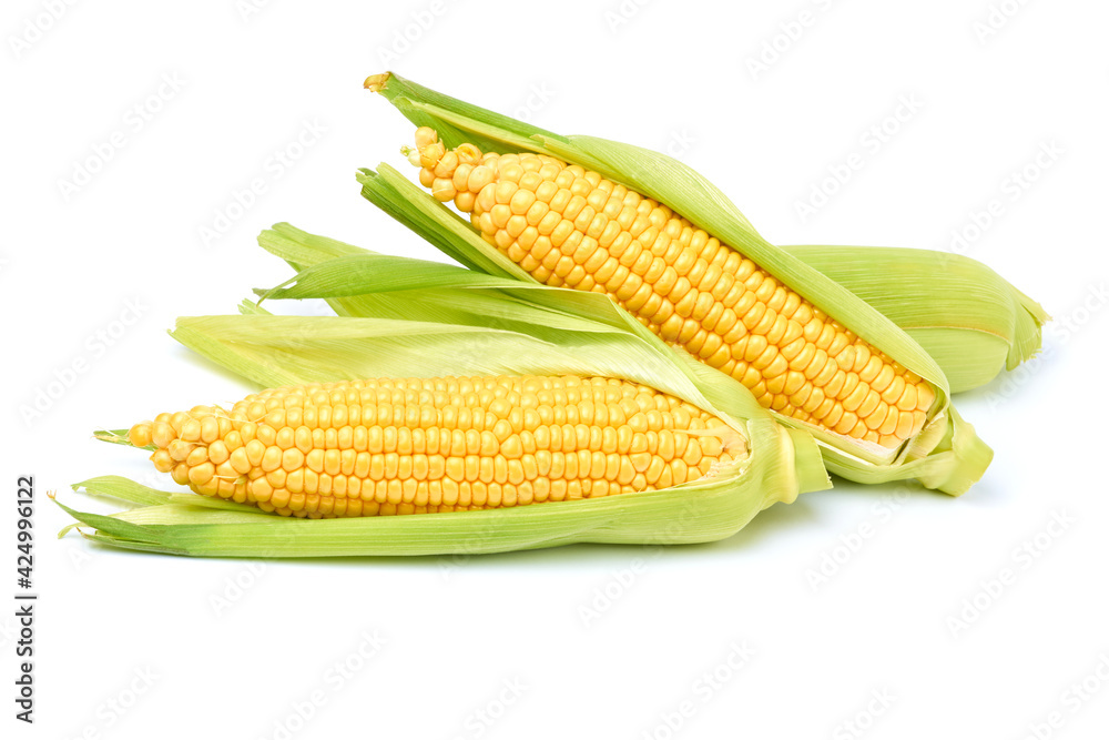 Fresh organic corn cob isolated on white background Fresh organic corn cob isolated on white background