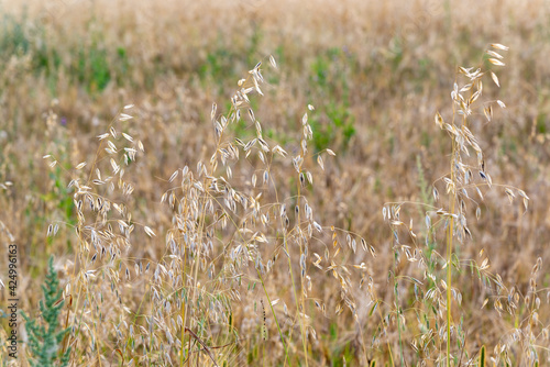 The Sprouts of ripe oats on the field