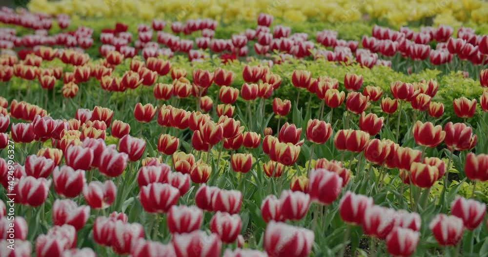 Tulip flower garden field meadow Tulip flower garden field meadow