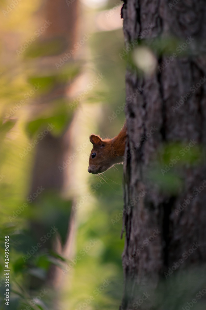 Curious red squirrel peeking behind the tree trunk