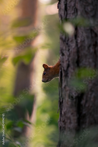 Curious red squirrel peeking behind the tree trunk © Mihai