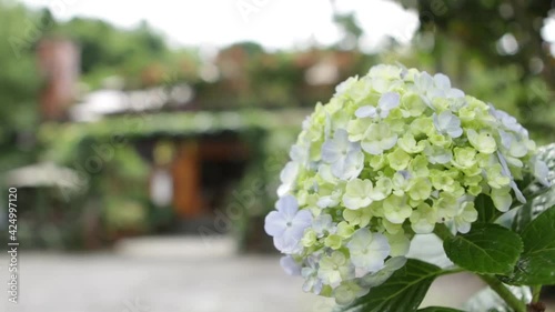 Chinese Snowball Viburnum (Viburnum Macrocephalum is a flowering shrub native to mainland China. The flowers are the largest of the snowball viburnums.