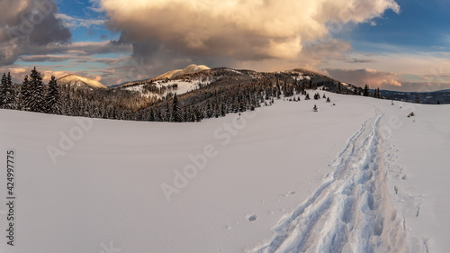High Resolution Panoramic view of tracks in deep snow leading to a fir tree forest, Pangarati, Harghita, Romania, 45Mp