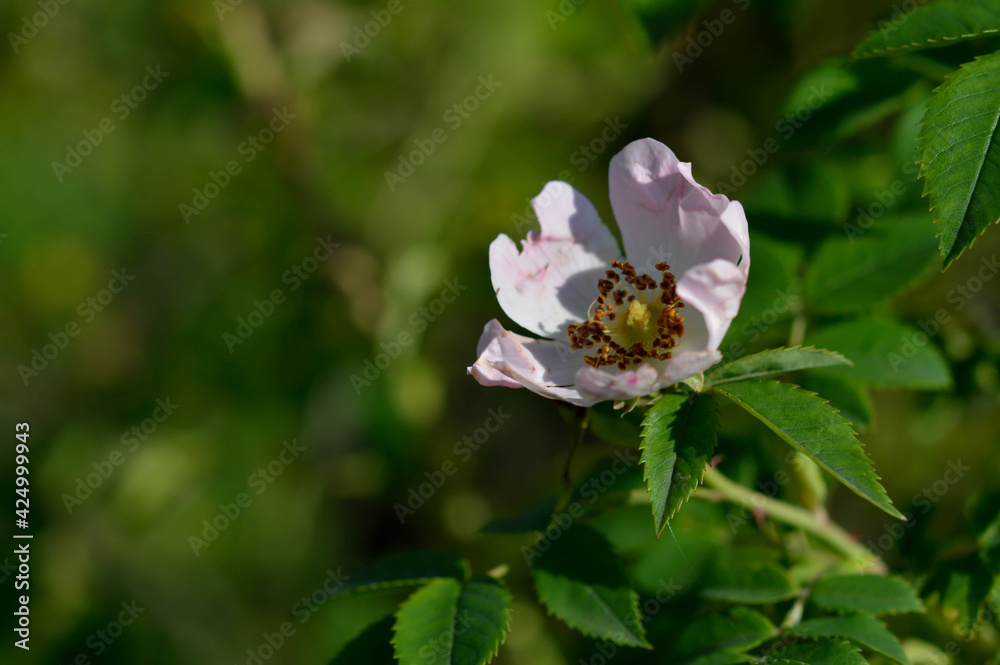 Flowers of dog rose rosehip growing in nature, Flowers of dog rose rosehip growing in nature,