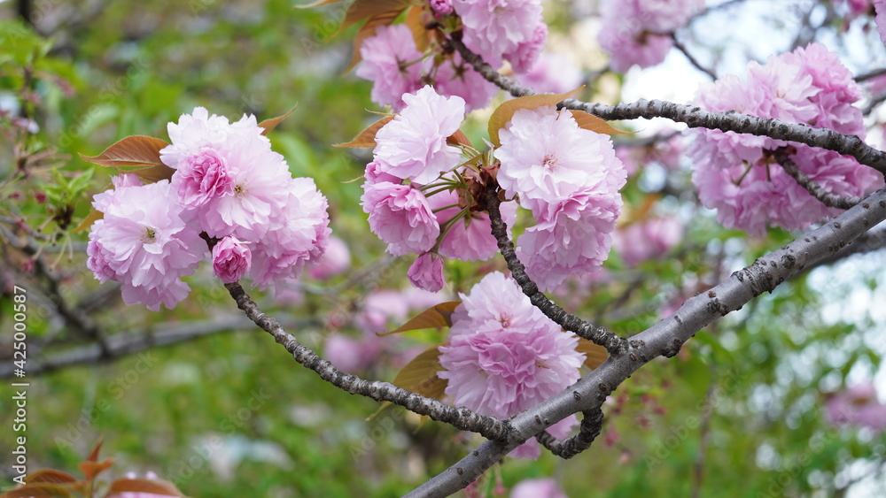 桜の花