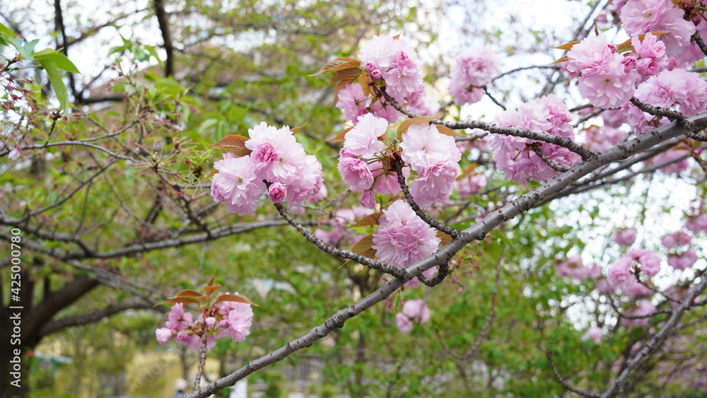 桜の花 桜の花
