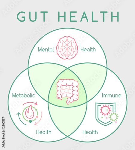 Why gut health matters. Vertical poster. Medical infographic. photo