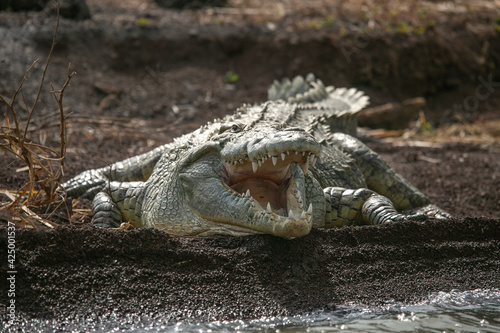 Nile Crocodile resting on the banks of Lake Chamo in Lake Chamo National Park  South Etiophia.