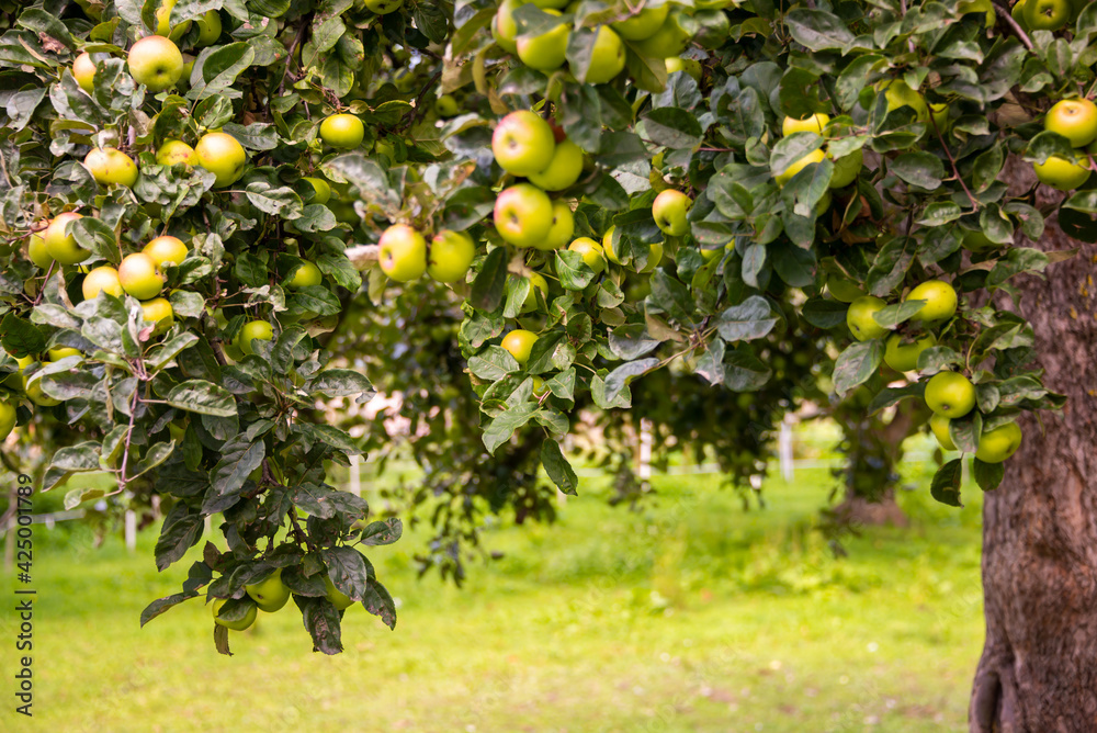 Apple tree in garden with fresh ripe apples