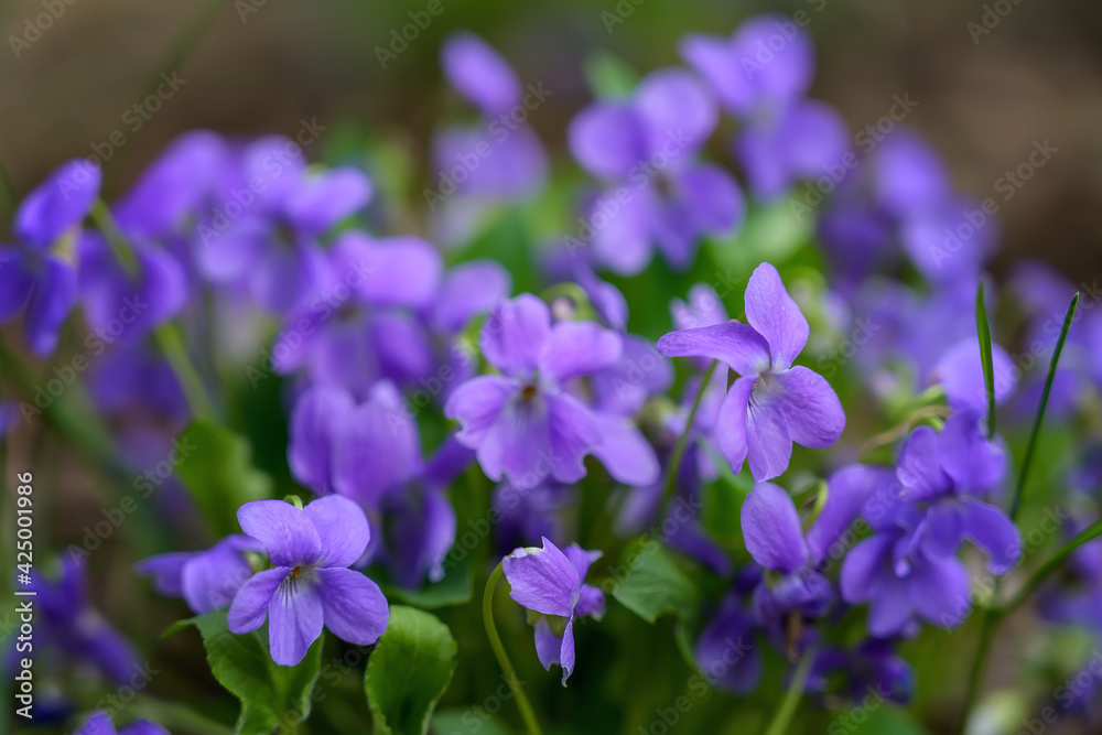 Blooming forest violet bush in a spring day. Close-up. Lilac delicate flowers of wild violets. Young light green foliage and bright spring colors of the forest. Spring transformation of nature 