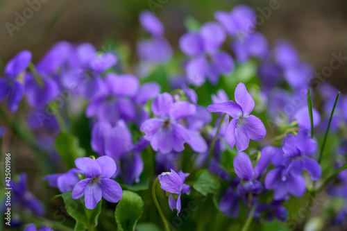 Blooming forest violet bush in a spring day. Close-up. Lilac delicate flowers of wild violets. Young light green foliage and bright spring colors of the forest. Spring transformation of nature 