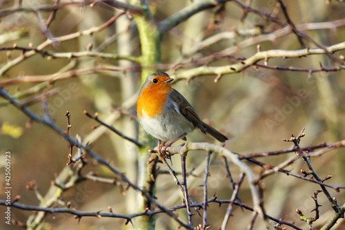 A Robin Red Breast perched on a Thorny Twig at Springtime. 