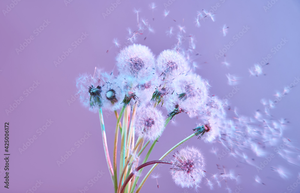 Naklejka premium Bouquet of blooming dandelions in neon 