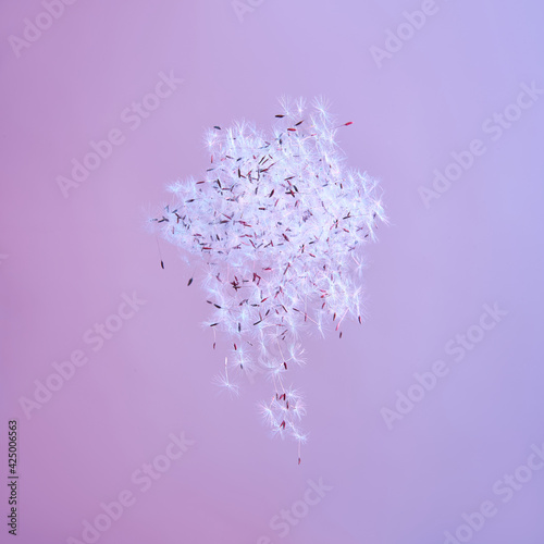 Isolated cloud of dandelion seeds in the air on light neon background
