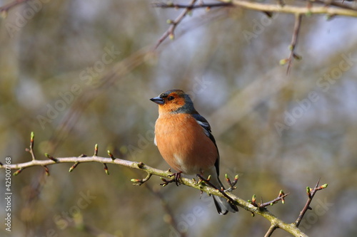 A Common Chaffinch sat on a twig on a Sunny Day