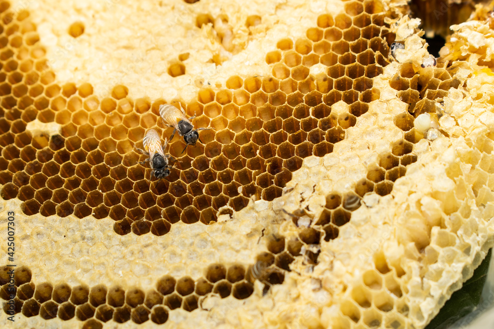 The bees are working to build their nests with beautiful nests. The bees are working to build their nests with beautiful nests.