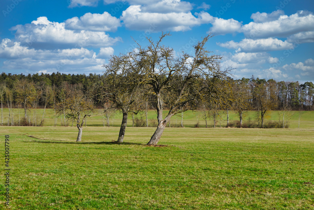 Drei kahle Obstbäume im Frühjahr auf einer grünen Wiese, unter blauem Himmel mit weissen Wolken, vor einem Wald im Hintergrund Drei kahle Obstbäume im Frühjahr auf einer grünen Wiese, unter blauem Himmel mit weissen Wolken, vor einem Wald im Hintergrund