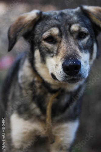 sad dog on the seashore.