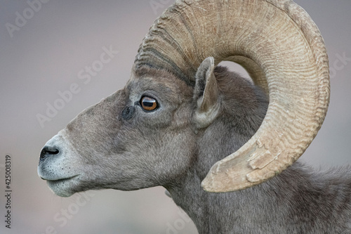 Profile shot of desert bighorn sheep ram closeup photo