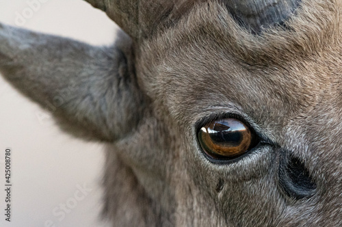close-up Desert Bighorn Sheep eyes