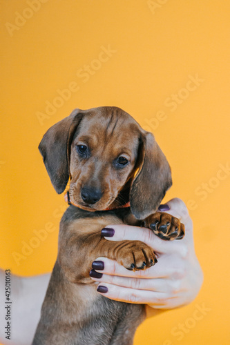 Dachshund puppy posing in yellow studio background. Puppy from kennel  purebreed dog.  