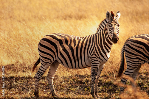 Wild African zebra looking at camera  in the savannah in Botswana  Africa